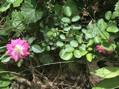 Rosa lucieae