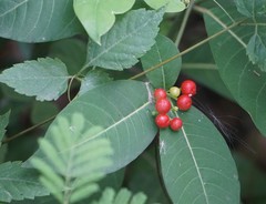 Rauvolfia tetraphylla