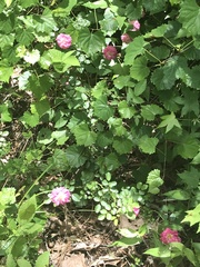 Rosa lucieae