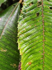 Saurauia rubiformis
