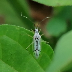 Hyaliodes