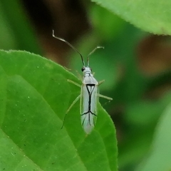 Hyaliodes