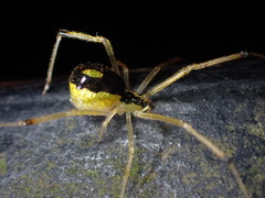 Thwaitesia glabicauda