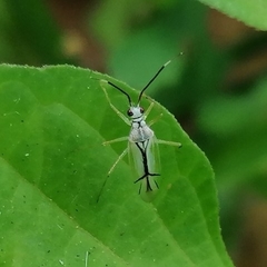 Hyaliodes