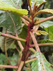Saurauia rubiformis