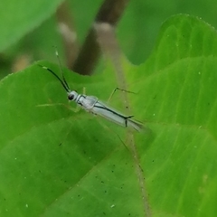 Hyaliodes