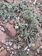Trifolium gymnocarpon