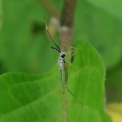 Hyaliodes