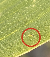 Diatraea crambidoides