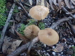 Entoloma readiae