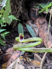 Oxybelis brevirostris