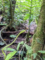 Oxybelis brevirostris