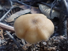 Entoloma readiae