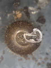 Lobosculum pustuloides