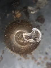 Lobosculum pustuloides