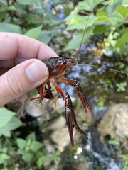 Procambarus clarkii