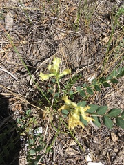 Astragalus beckwithii