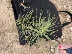 Asclepias engelmanniana