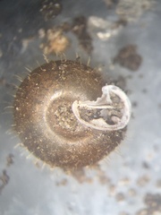 Lobosculum pustuloides