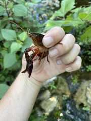 Procambarus clarkii