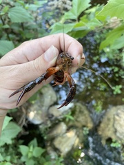 Procambarus clarkii