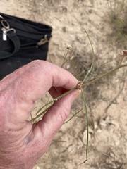 Asclepias engelmanniana