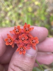 Asclepias lanceolata image