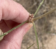 Asclepias engelmanniana