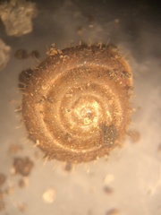 Lobosculum pustuloides