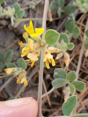 Acmispon decumbens