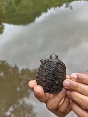 Chelydra acutirostris