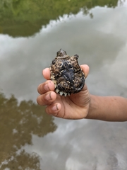 Chelydra acutirostris