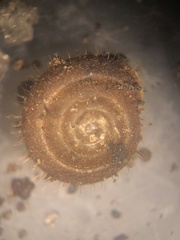 Lobosculum pustuloides