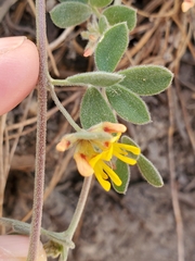 Acmispon decumbens