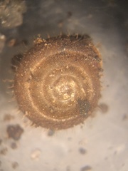 Lobosculum pustuloides