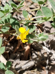 Acmispon decumbens