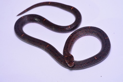 Oligodon bitorquatus