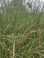 Typha elephantina