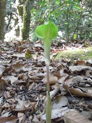 Arisaema macrospathum