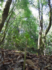 Arisaema macrospathum