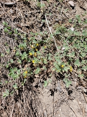 Acmispon decumbens