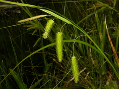 Carex pseudocyperus