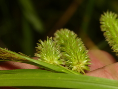 Carex pseudocyperus