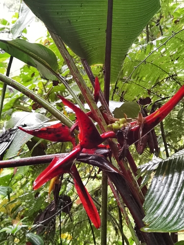 Heliconia secunda (Heliconia secunda)