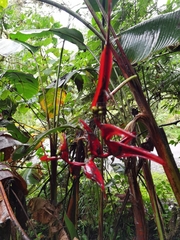Heliconia secunda