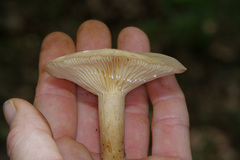 Lactarius yazooensis