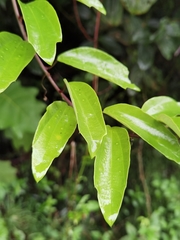 Passiflora lancearia