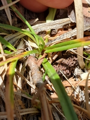 Carex rossii