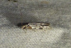 Taygete attributella