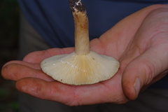 Lactarius yazooensis